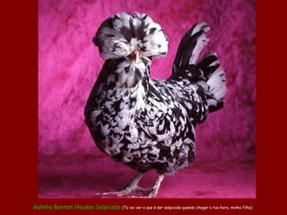 Galinha Bantam Houdan Salpicada (Tu vai ver o que é ser salpicada quando chegar a tua hora, minha filha)
 