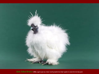 Galo Silkie Branco (Mãe, agora que eu cresci você já pode me dizer quem é o escroto do meu pai)
 