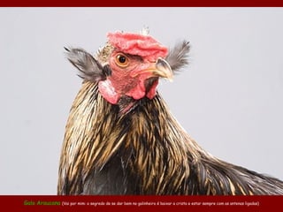 Galo Araucana (Vai por mim: o segredo de se dar bem no galinheiro é baixar a crista e estar sempre com as antenas ligadas)
 