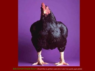 Galo Cornish Graúdo Escuro (Os pintinhos no galinheiro usam este aí como trave quando jogam pelada)
 