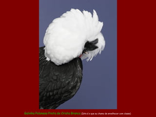 Galinha Polonesa Preta de Crista Branca (Isto é o que eu chamo de envelhecer com classe)
 