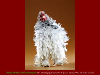 Franga Bantam Cochin Respingada (Ih!... Olha só a ginga da franguinha, aê. Quem te respingou? A tua mãe já está sabendo?)
 