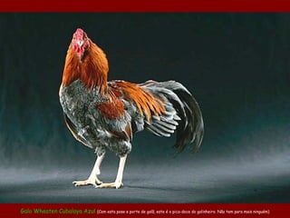 Galo Wheaten Cubalaya Azul (Com esta pose e porte de galã, este é o pica-doce do galinheiro. Não tem para mais ninguém)
 