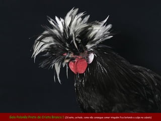 Galo Polonês Preto de Crista Branca 1 (Já este, coitado, como não consegue comer ninguém fica botando a culpa no cabelo)
 