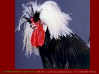 Galo Polonês Preto de Crista Branca 2 (Este aí foi mais esperto: adotou visual de poeta e virou o terror das franguinhas românticas)
 