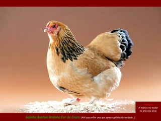 Galinha Bantam Brahma Cor de Couro (Até que enfim uma que parece galinha de verdade...)
Atenção
A música vai mudar
no próximo slide
 
