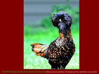 Galinha Polonesa Crespa Entrelaçada de Dourado (Esta é a perua do galinheiro. Tem sempre que ficar ostentando o ouro que tem)
 