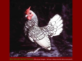 Galo Sebright Bantam Prateado (Olha só que tatuagem... Será que o desejo enrustido dele era ser peixe?)
 