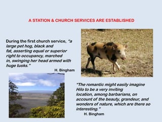 A STATION & CHURCH SERVICES ARE ESTABLISHED
During the first church service, “a
large pet hog, black and
fat, asserting equal or superior
right to occupancy, marched
in, swinging her head armed with
huge tusks.”
H. Bingham
“The romantic might easily imagine
Hilo to be a very inviting
location, among barbarians, on
account of the beauty, grandeur, and
wonders of nature, which are there so
interesting.”
H. Bingham
 
