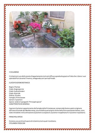 Il CICLAMINO
Il ciclaminoè una delle piante d'appartamentotrale piùdiffusesoprattuttograzie al fattoche ci dona i suoi
splendidifiori durantel'inverno,rallegrandocosìi periodi freddi.
CLASSIFICAZIONEBOTANICA
Regno:Plantae
Clado:Angiosperme
Clado:Eudicotiledoni
Clado:Asteride
Ordine:Ericales
Famiglia:Primulaceae
Genere:Cyclamen
Specie:vedere il paragrafo“Principalispecie”
CARATTERISTICHEGENERALI
Il genere Cyclamenappartenente allafamigliadelle Primulaceae,comprende diverse specie originarie
dell'areaorientale del Mediterraneo,alcunedelle qualiproprie anche della floraspontaneaitaliana,sono
state introdotte nellacoltivazione (Cyclameneuropaeum,Cyclamenneapolitanume Cyclamenrepandum).
PRINCIPALISPECIE
Esistonounaventinadi specie di ciclaminotrale quali ricordiamo
CYCLAMEN PERSICUM
 