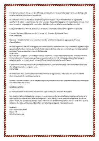 Il Cyclamenpersicumè laspecie piùdiffusae conle sue numerose varietà,rappresentaunadelle piante
ornamentali piùconosciuteedapprezzate.
Ha un tuberoneroe piattodal quale partonoi piccioli fogliari edi peduncoli fiorali.Le foglie sono
cuoriformi di colore verde intensoalle volte screziate d'argentoe lapaginainferiore di solitoè rossa.Ifiori
sonoformati da cinque petali di variocolore dal bianco,al rosa,all'albicoccaal violao screziati.
E' originariodell'Asiaminore,dellaSiriae del Libanoe nondellaPersiacome si potrebbe pensare.
Il nome è derivatodal Prunuspersica,lapesca,perricordare il colore del fiore.
CONCIMAZIONE
Ogni due - tre settimane è bene concimarecondel fertilizzante liquidodaaggiungere all'acqua
d'annaffiatura.
Durante il periododi fiorituraè opportunosomministrare unconcime conunpiùaltotitolodi potassioper
agevolare lafiorituramentre,durantele fasi di crescitadellapianta,conuntitololeggermente piùaltodi
azoto perfavorire appuntolacrescita dellapianta.
FIORITURA
Qualunque sialaspecie e lavarietàpresceltail ciclamino,è unapiantache fiorisce nel periodoinvernale
ininterrottamentefinoamarzo-aprile e perquestomotivoviene di solitoacquistatanel periodopre-
natalizio,anche se è raro trovarlanei centri floro-vivaistici intuttol'arcodell'anno.
E' preferibilecomunqueacquistarlaprimadellafioritura,controllandoche ci sianoabbondanti boccioli e
che le foglie sianobenturgidee sane.
POTATURA
Di solitononsi pota.Vanno semplicemente eliminatele foglie che viaviadisseccanoperevitare che
diventinoveicolodi malattie parassitarie.
Abbiate curache l'attrezzoche usate peril tagliosiapulitoe disinfettato(preferibilmenteallafiamma)per
evitare di infettare i tessuti.
MOLTIPLICAZIONE
La moltiplicazione delciclaminopuòavvenire operseme oper divisione deltubero.
Nel sceglierelatecnicadaadottare occorre tenere presenteche lamoltiplicazione persemehaconse lo
svantaggioche,subentrandola variabilitàgenetica,nonsi è certi che si avrannodelle piante uguali alle
piante madri,nel qual casoqualorasi vogliaottenere unadeterminatapiantaononsi è certi dellaqualità
del seme che si sta utilizzando,è benefare lamoltiplicazioneperdivisionedel tubero.
Rocktarts
LiceoMachiavelli Roma
Classe 2 A
Di PalmaFrancesca.
 