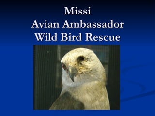 Missi Avian Ambassador Wild Bird Rescue 