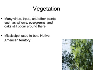Vegetation Many vines, trees, and other plants such as willows, evergreens, and oaks still occur around there. Mississippi used to be a Native American territory