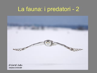 La fauna: i predatori - 2 