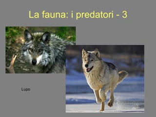 La fauna: i predatori - 3 Lupo 