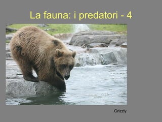 La fauna: i predatori - 4 Grizzly 