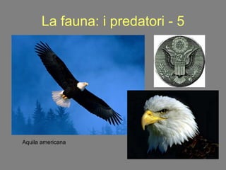 La fauna: i predatori - 5 Aquila americana 