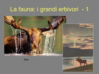 La fauna: i grandi erbivori  - 1 Alce 