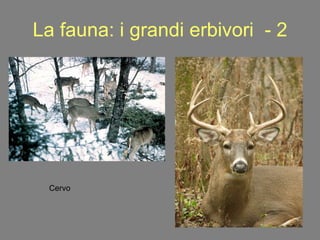 La fauna: i grandi erbivori  - 2 Cervo 