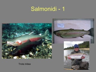 Salmonidi - 1 Trota iridea 