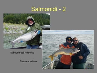 Salmonidi - 2 Salmone dell’Atlantico Trota canadese 
