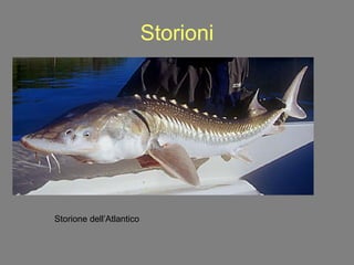 Storioni Storione dell’Atlantico 