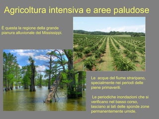 Agricoltura intensiva e aree paludose È questa la regione della grande pianura alluvionale del Mississippi. Le  acque del fiume straripano, specialmente nei periodi delle piene primaverili. Le periodiche inondazioni che si verificano nel basso corso, lasciano ai lati delle sponde zone permanentemente umide.   