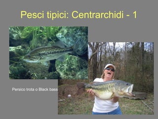 Pesci tipici: Centrarchidi - 1 Persico trota o Black bass 