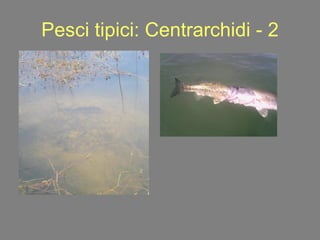 Pesci tipici: Centrarchidi - 2 