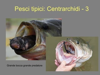 Pesci tipici: Centrarchidi - 3 Grande bocca grande predatore 