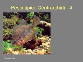Pesci tipici: Centrarchidi - 4 Persico sole 