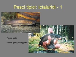 Pesci tipici: Ictaluridi - 1 Pesce gatto Pesce gatto punteggiato 