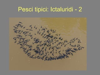 Pesci tipici: Ictaluridi - 2 
