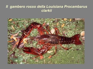 Il  gambero rosso della Louisiana Procambarus clarkii 