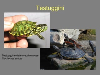Testuggini Testugggine dalle orecchie rosse Trachemys scripta 
