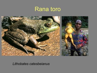 Rana toro   Lithobates catesbeianus 