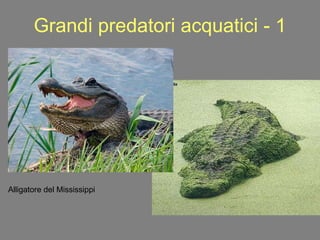 Grandi predatori acquatici - 1 Alligatore del Mississippi 