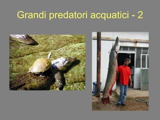 Grandi predatori acquatici - 2 