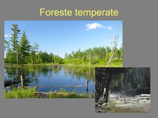 Foreste temperate 