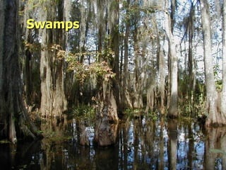 Swamps 