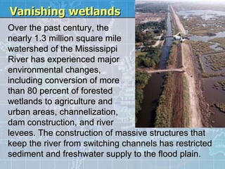 Vanishing wetlands Over the past century, the  nearly 1.3 million square mile  watershed of the Mississippi  River has experienced major  environmental changes,  including conversion of more  than 80 percent of forested  wetlands to agriculture and  urban areas, channelization,  dam construction, and river  levees. The construction of massive structures that keep the river from switching channels has restricted sediment and freshwater supply to the flood plain. 