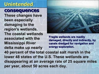 Unintended  consequences   These changes have  been especially  damaging to the  region's wetlands.  The coastal wetlands  associated with the  Mississippi River  delta make up nearly  40 percent of the total coastal salt marsh in the lower 48 states of the U.S. These wetlands are disappearing at an average rate of 25 square miles per year, about 50 acres each day.  Fragile wetlands are readily damaged, directly and indirectly, by canals dredged for navigation and energy exploration.   