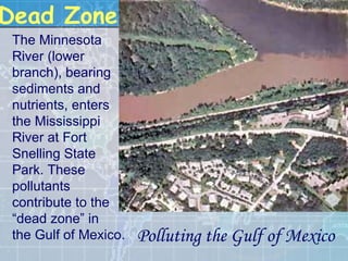Polluting the Gulf of Mexico The Minnesota River (lower branch), bearing sediments and nutrients, enters the Mississippi River at Fort Snelling State Park. These pollutants contribute to the “dead zone” in  the Gulf of Mexico.  Dead Zone 