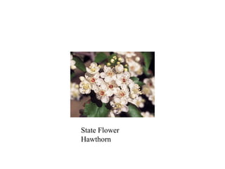State Flower Hawthorn 