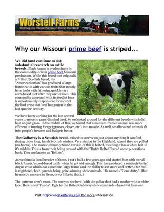 Why our Missouri prime beef is striped...
We did (and continue to do)
substantial research on cattle
breeds. Black Angus is predominate in
the commodity-driven prime beef Missouri
production. While this breed was originally
a British/Scottish breed, it's
"Americanization" has produced a large-
frame cattle with various traits that mostly
have to do with fattening quickly on a
corn-based diet after they are weaned. This
commodity approach with its feedlot base
is unfortunately responsible for most of
the bad press that beef has gotten in the
last quarter-century.

We have been working for the last several
years to move to grass-finished beef. So we looked around for the different breeds which did
best on just grass. In the middle of this, we found that a medium-framed animal was more
efficient in turning forage (grasses, clover, etc.) into muscle. As well, smaller-sized animals fit
into people's freezers and budgets better.

The Galloway is a Scottish breed, raised to survive on just about anything it can find
during those long, harsh Scottish winters. Very similar to the Highland, except they are polled
(no horns). The more commonly found version of this is belted, meaning it has a white belt in
it's middle. This is from their being crossed with the "Dutch Belted" breed some generations
back. They are known as "Belties".

As we found a local breeder of these, I got a bull a few years ago and started him with our all
black Angus/mixed-breed cattle when he got old enough. This has produced a routinely belted
Angus cross which has a medium-large frame and the ability to eat more and better. Our bull
is registered, both parents being prize-winning show animals. His name is "Gene Autry". (But
he mostly answers to Gene, or so I like to think.)

The patterns aren't exact. The one you see here (with the polka-dot) had a mother with a white
face. He's called "Panda". Ugly by the Belted Galloway show standards - beautiful to us and


              Visit http://worstellfarms.com for more information.
 