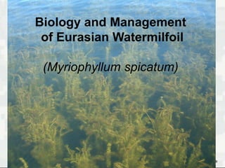 Biology and Management
 of Eurasian Watermilfoil

 (Myriophyllum spicatum)




             1         BUILDING STRONG®
 