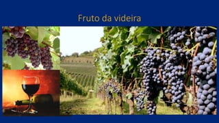 Fruto da videira
 