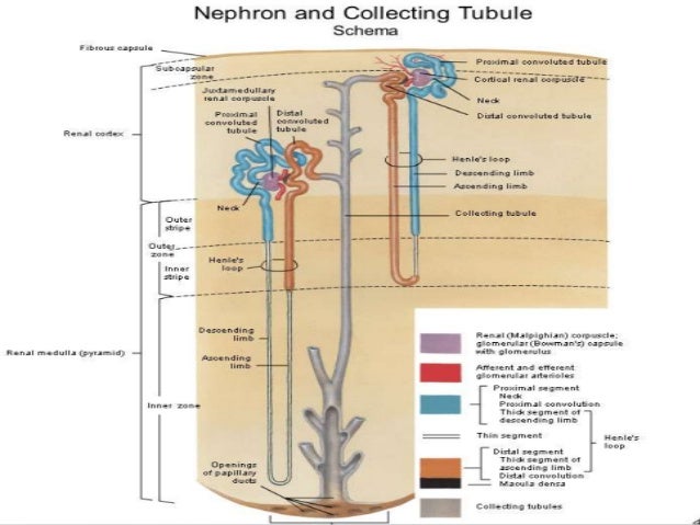 Kidney Anatomy