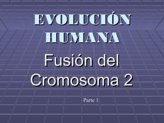 EVOLUCIÓNEVOLUCIÓN
HUMANAHUMANA
Fusión delFusión del
Cromosoma 2Cromosoma 2
Parte 1
 