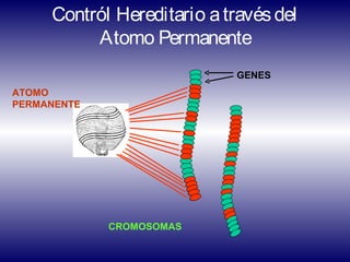 Contról Hereditario a través del
          Atomo Permanente
                             GENES
ATOMO
PERMANENTE




             CROMOSOMAS
 